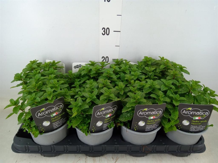 <h4>Mentha spicata</h4>