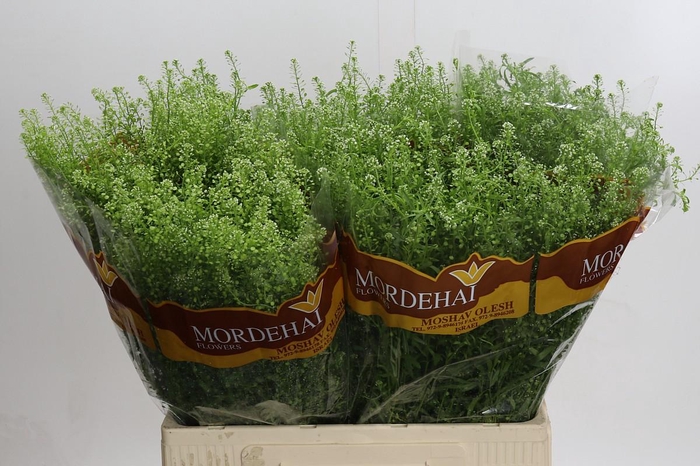 <h4>Lepidium Green Bell</h4>