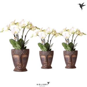 Kolibri Orchids Phalaenopsis ghent 4spike in Totem mask