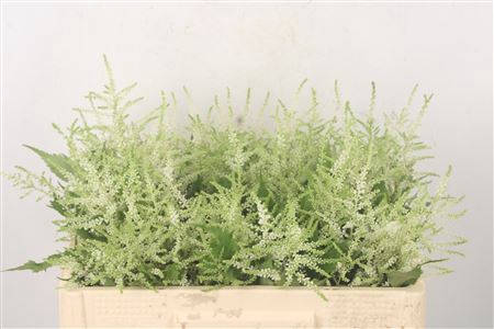 <h4>Astilbe Wasingthon White</h4>