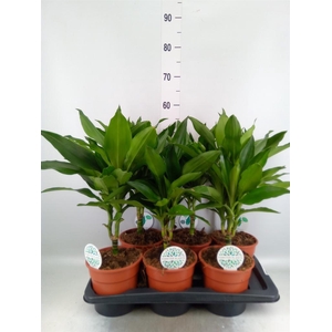 Dracaena fr de 'Janet Lind'