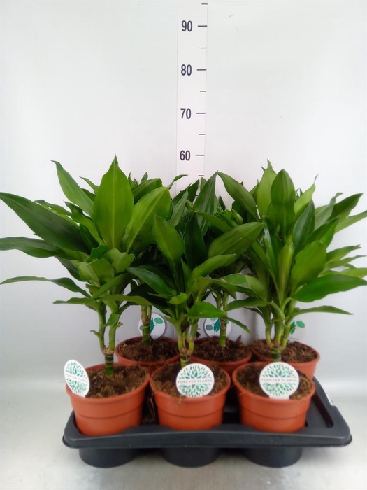 <h4>Dracaena fr de 'Janet Lind'</h4>