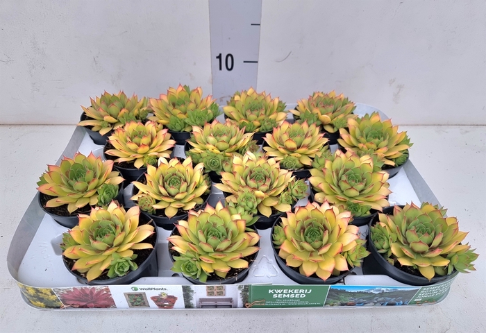 Sempervivum   ...