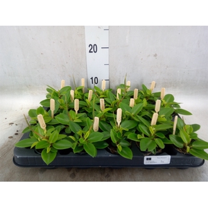 Peperomia pros. 'Pixie'