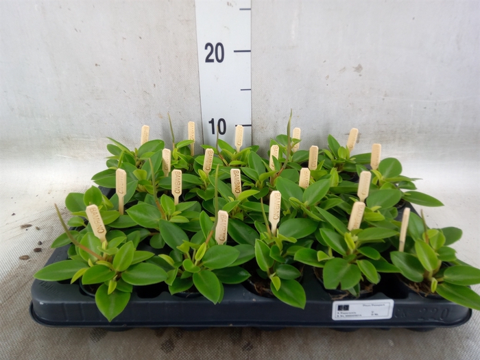 <h4>Peperomia pros. 'Pixie'</h4>