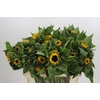 Helianthus Orange Fire