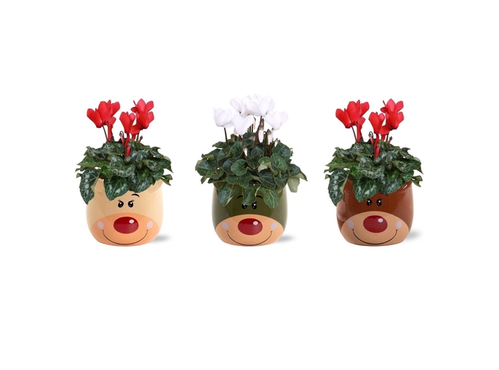 <h4>Collectie 'Bubble Collecties' - Cylcamen Rood Wit in Red Nose Keramiek</h4>