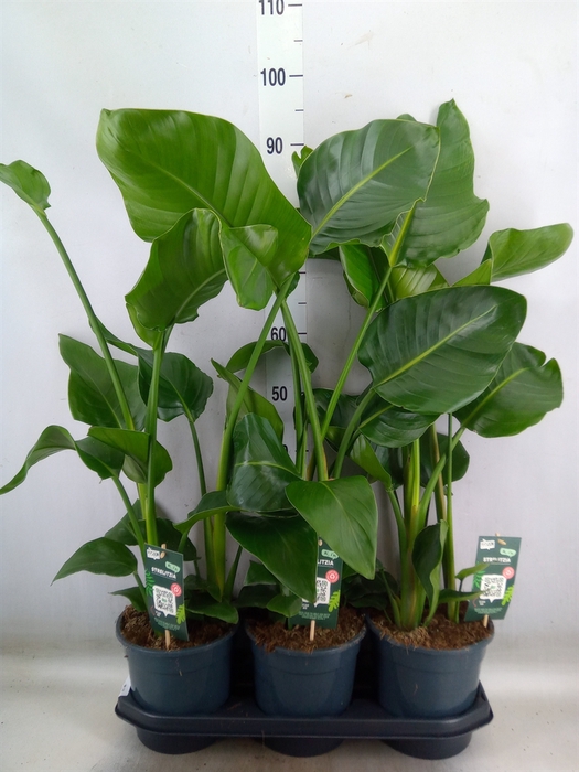 <h4>Strelitzia nicolai</h4>