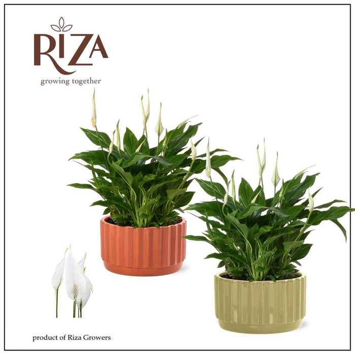 <h4>Spathiphyllum 17 cm Chopin in Liam Schaal Mix</h4>