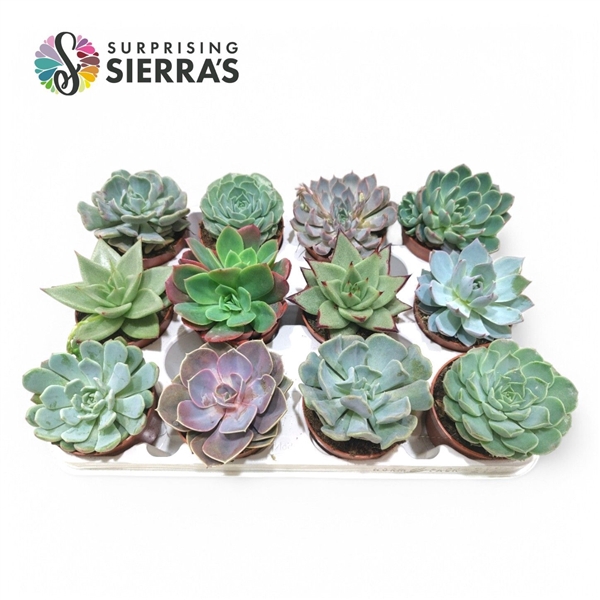 <h4>Sierra's® - Echeveria Mix (prime)</h4>