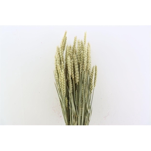 Dried Triticum (tarwe) Natural X5 Bunch