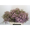 Chamelaucium Dancing Queen