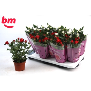 10,5 cm seizoensmix met glitter Kerst