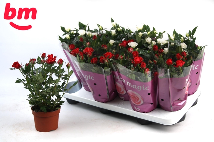 <h4>10,5 cm seizoensmix met glitter Kerst</h4>