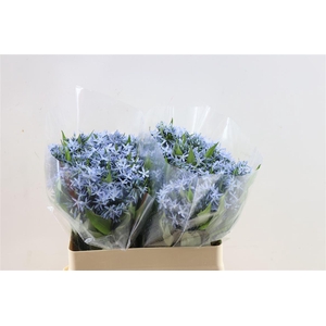 Amsonia Tab Night Sky