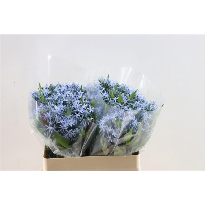 <h4>Amsonia Tab Night Sky</h4>