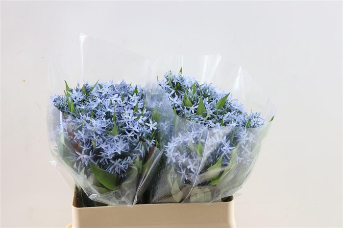 <h4>Amsonia Tab Night Sky</h4>