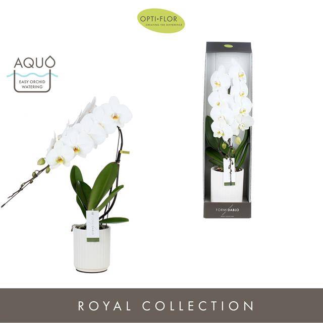 Phalaenopsis Formidablo pot 12Ø 70cm 1st 12fl