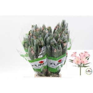 Alstr Fifi Fu 70cm