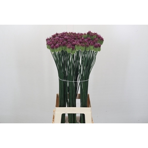 Allium Sphaerocephalon