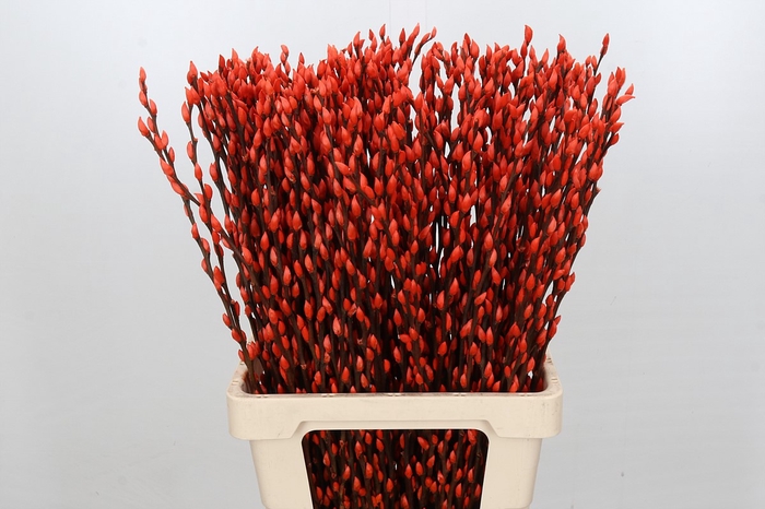 <h4>Salix Caprea Snow Flake P. Orange</h4>