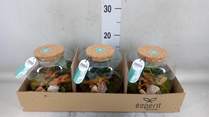 <h4>Arr.    Planten  H%</h4>