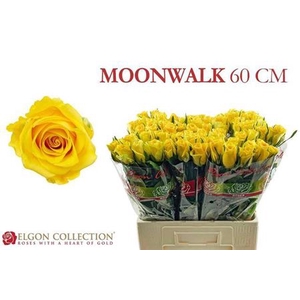 Rosa grootbloemig Moonwalk