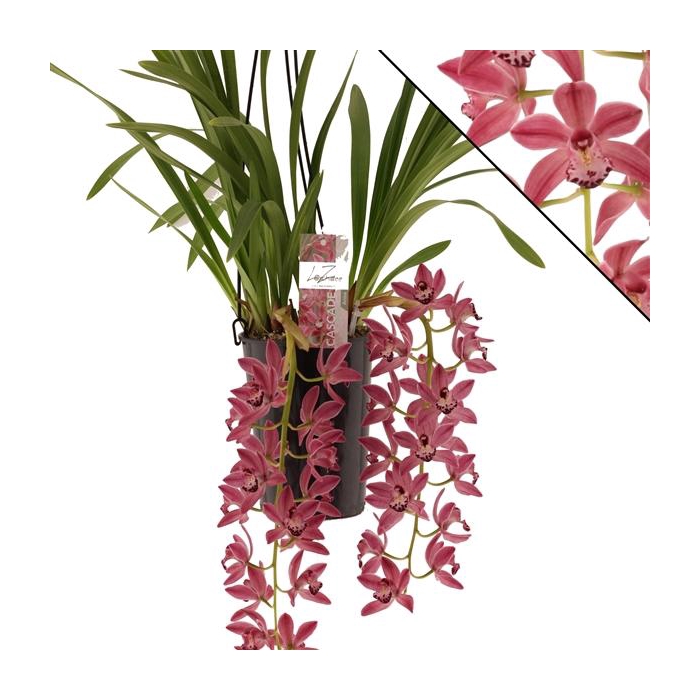 <h4>Anisa 2 tak</h4>