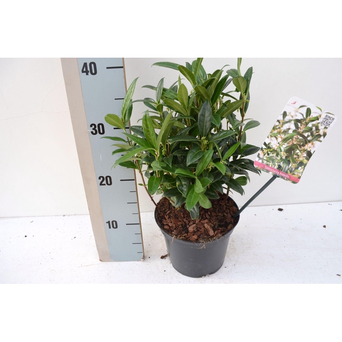 <h4>Sarcococca hookeriana humilis</h4>