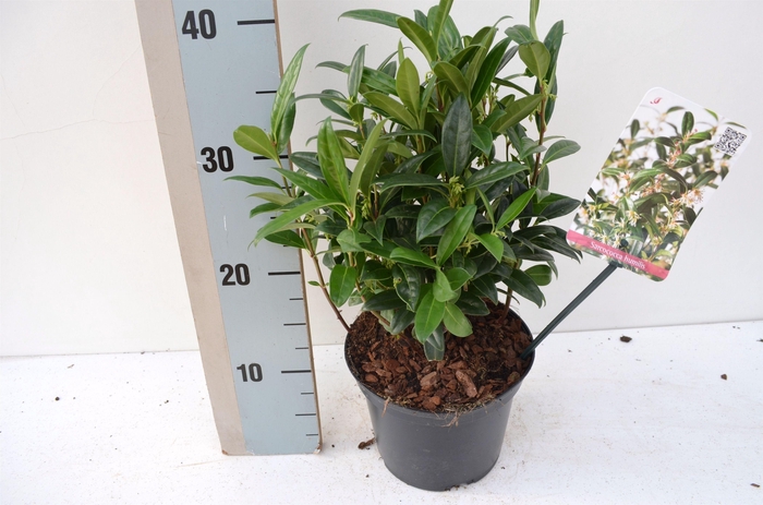 Sarcococca hookeriana humilis