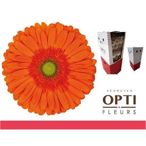 Gerbera Atlanta Aquabox