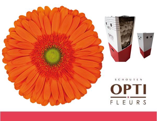 <h4>Gerbera Atlanta Aquabox</h4>