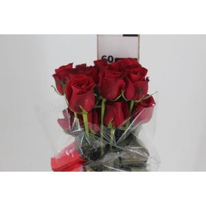 ROSA FREEDOM 060 CM ESTUFA