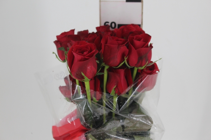 <h4>ROSA FREEDOM 060 CM ESTUFA</h4>