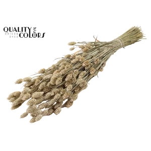 Phalaris per bunch Frosted White