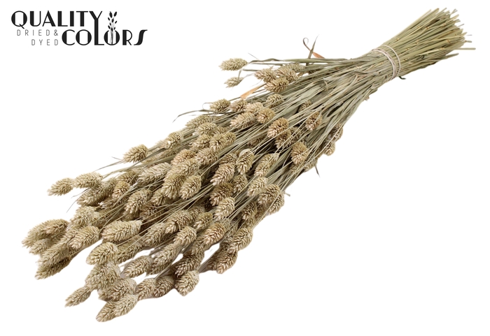 <h4>Phalaris per bunch Frosted White</h4>