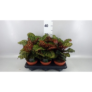 Calathea makoyana