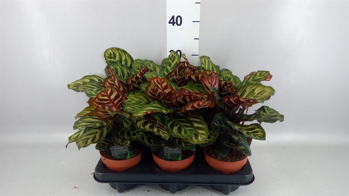 <h4>Calathea makoyana</h4>