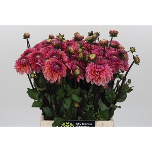Dahlia Daisy Duke
