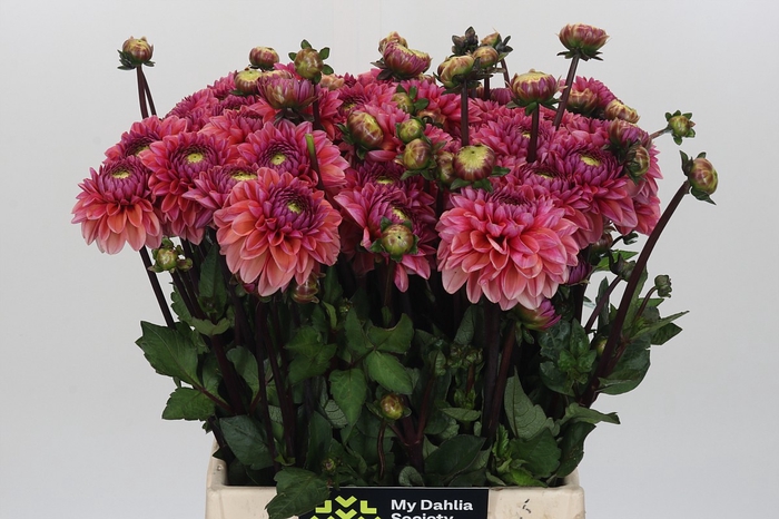 Dahlia Daisy Duke