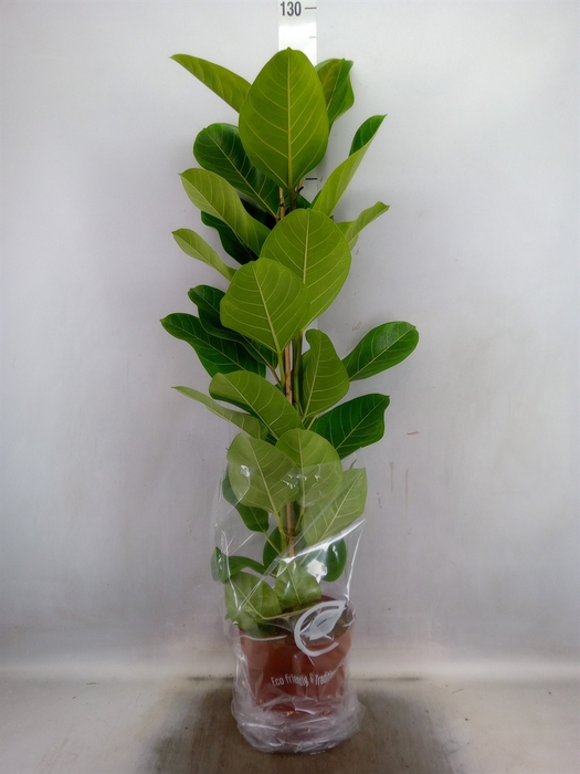 <h4>Ficus altissima</h4>