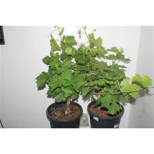 Vitis Vinifera