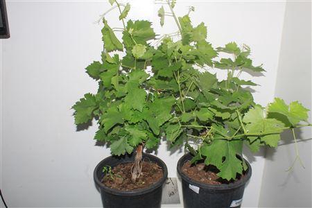 <h4>Vitis Vinifera</h4>