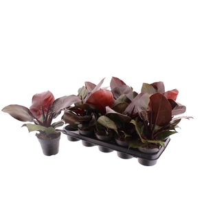 Philodendron Red Cherry 12Ø 30cm