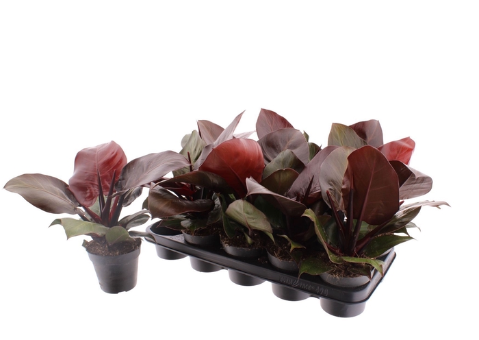 Philodendron Red Cherry 12Ø 30cm