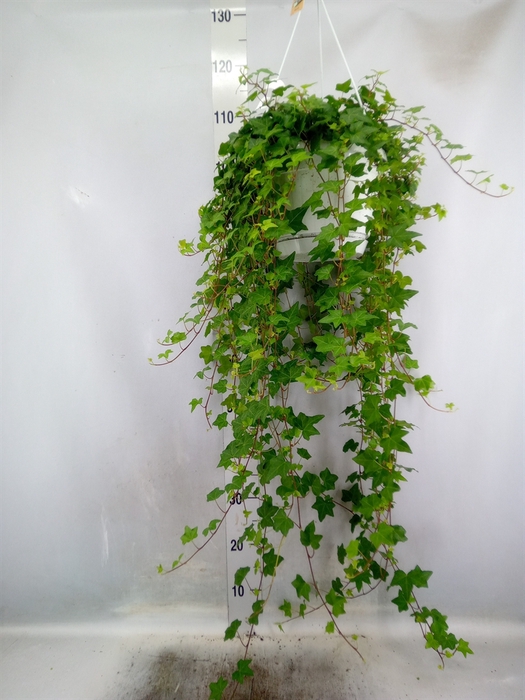 <h4>Hedera helix 'Pittsburgh'</h4>