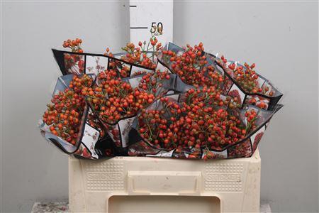 <h4>Rosa Aut Rosefruits</h4>