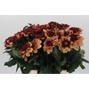 Dahlia Creme de Cognac