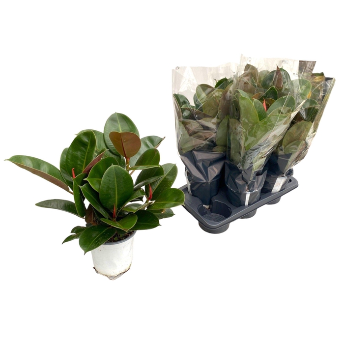 <h4>FIC EL ROBUSTA</h4>