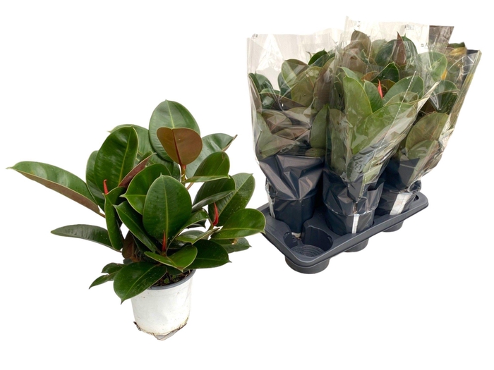 <h4>FIC EL ROBUSTA</h4>